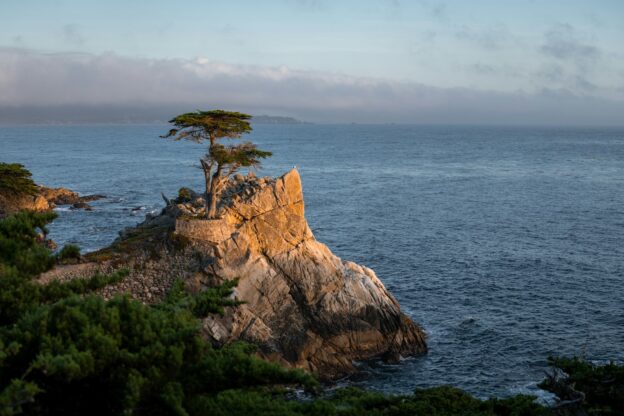 a tree on a rock