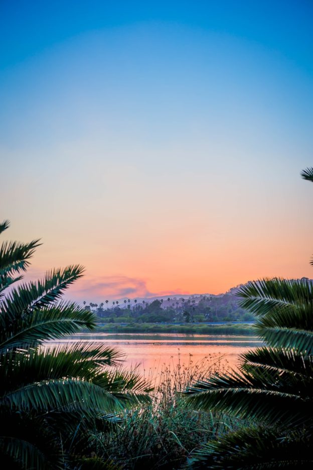 palm tree leaf near at body of water